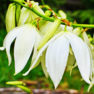 yucca yucca