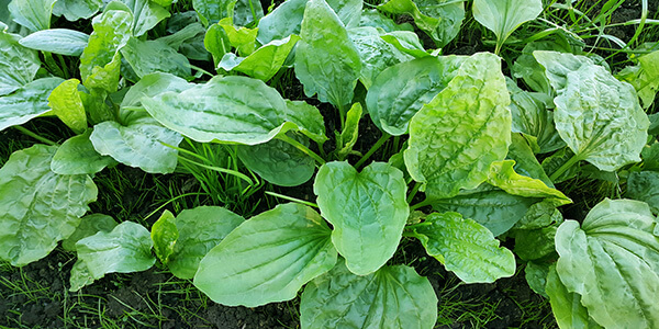 plantain herb for gut health